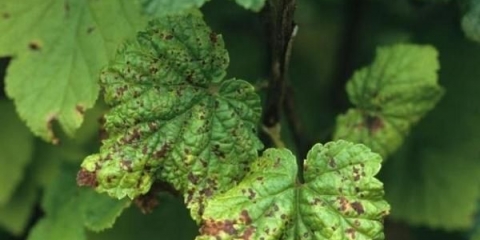 Kako se nositi s antraknozom na ribizli